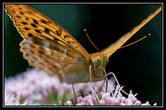 FLORA & FAUNA IN AURACHTAL - 'DER KAISERMANTEL'