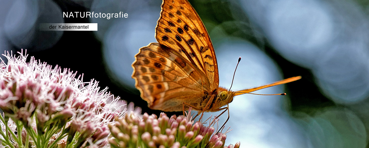 Flora & Fauna in Aurachtal - der Kaisermantel