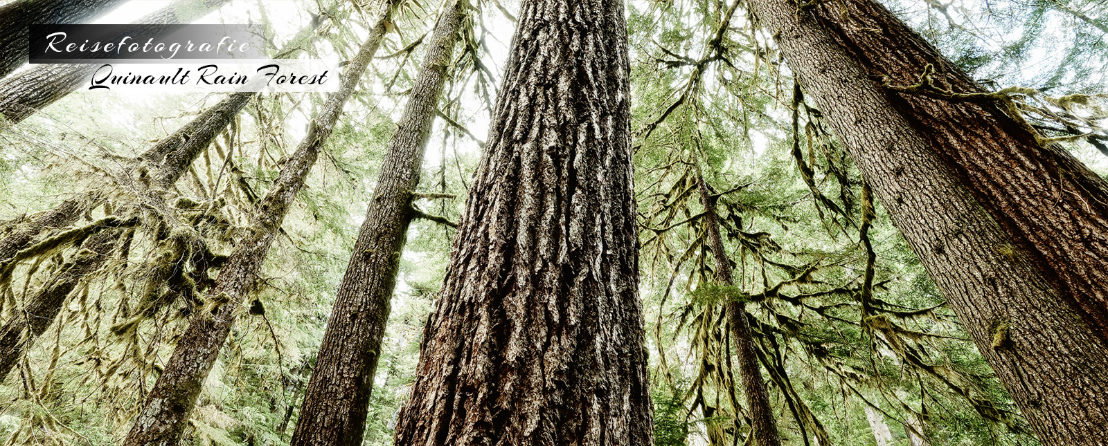 Reisefotografie - Quinault Rain Forest